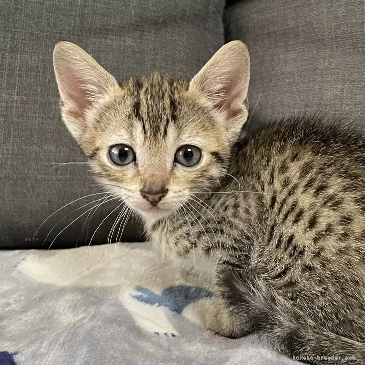 ID:2502-01696の子猫