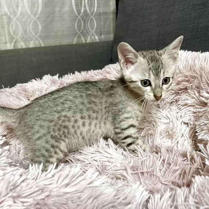 ID:2504-00115の子猫