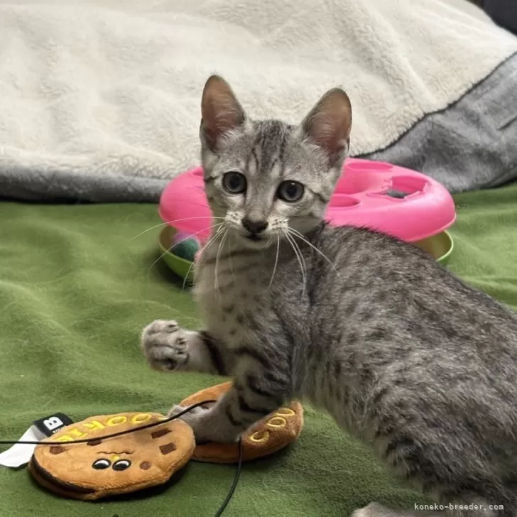 ID:2504-00118の子猫