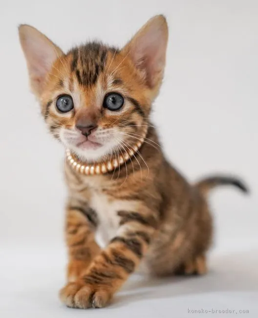 ID:2111-01995の子猫