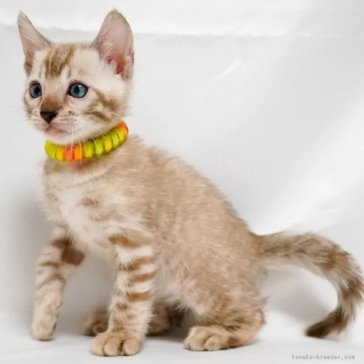 ID:2303-01835の子猫