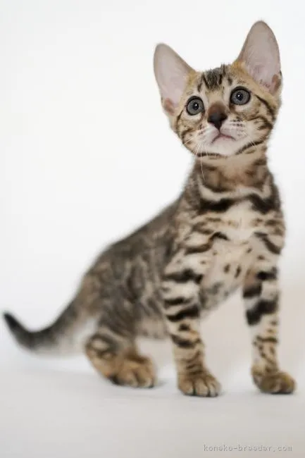 ID：2106-01822の子猫