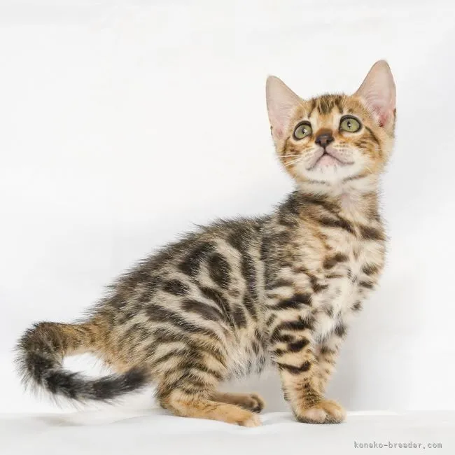 ID:2108-01978の子猫