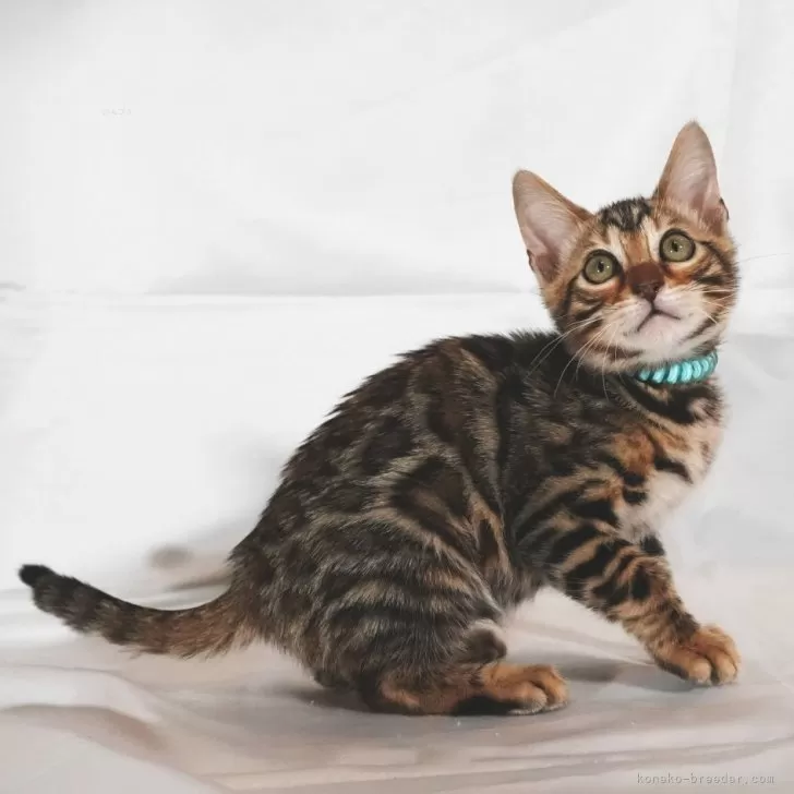 ID:2502-02077の子猫