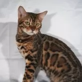 ベンガル