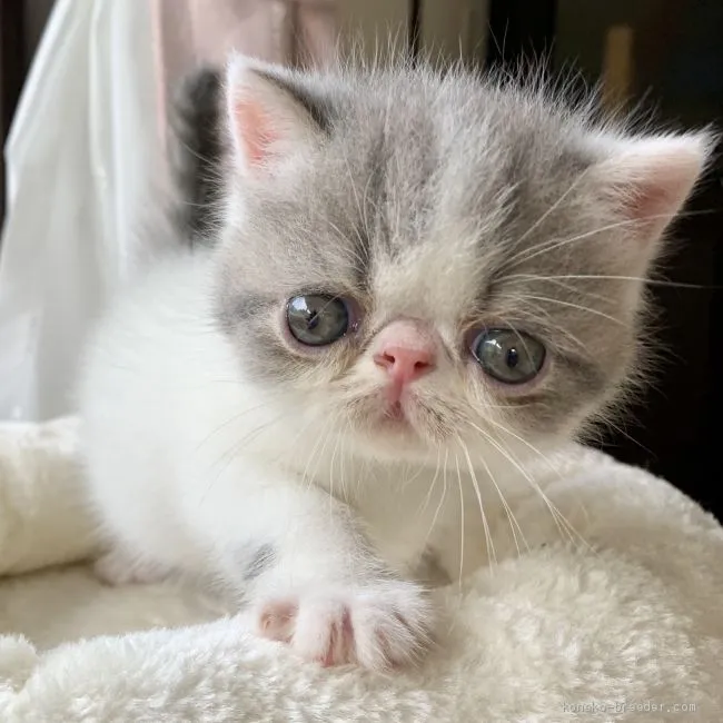 ID:2008-00530の子猫