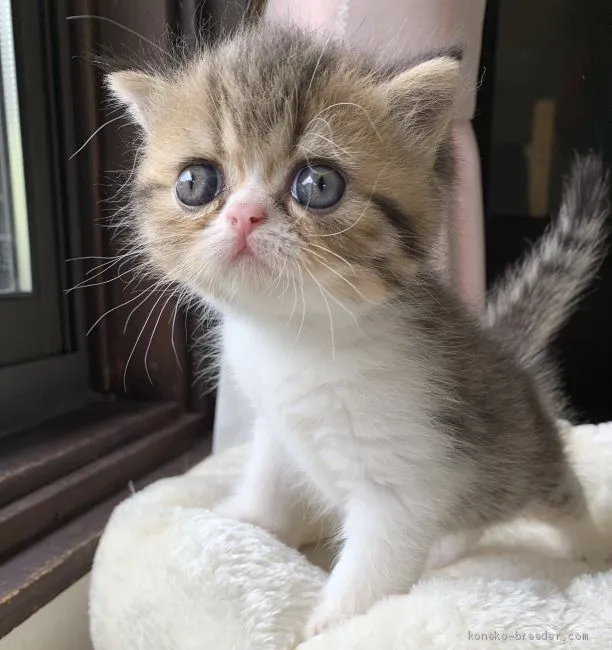 エリザベス 様のお迎えした子猫