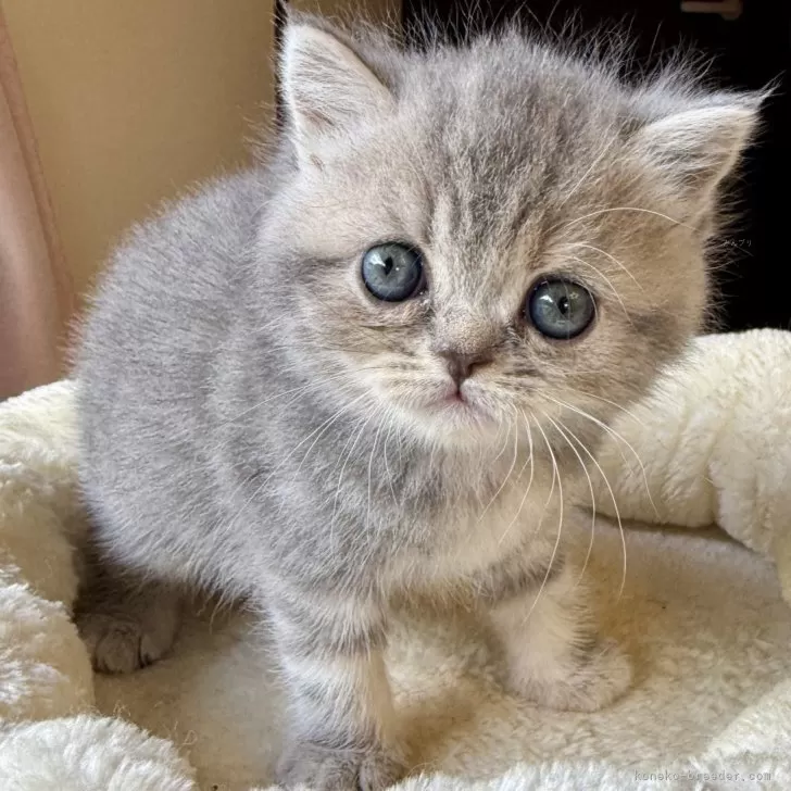 ID:2410-03416の子猫