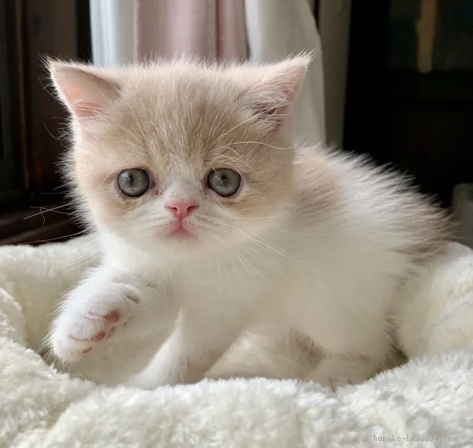 くろみちゃん 様のお迎えした子猫