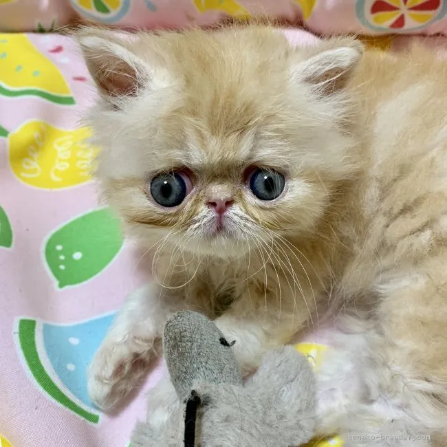 まえお 様のお迎えした子猫