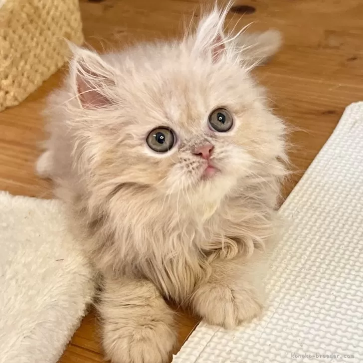 ID:2409-01229の子猫