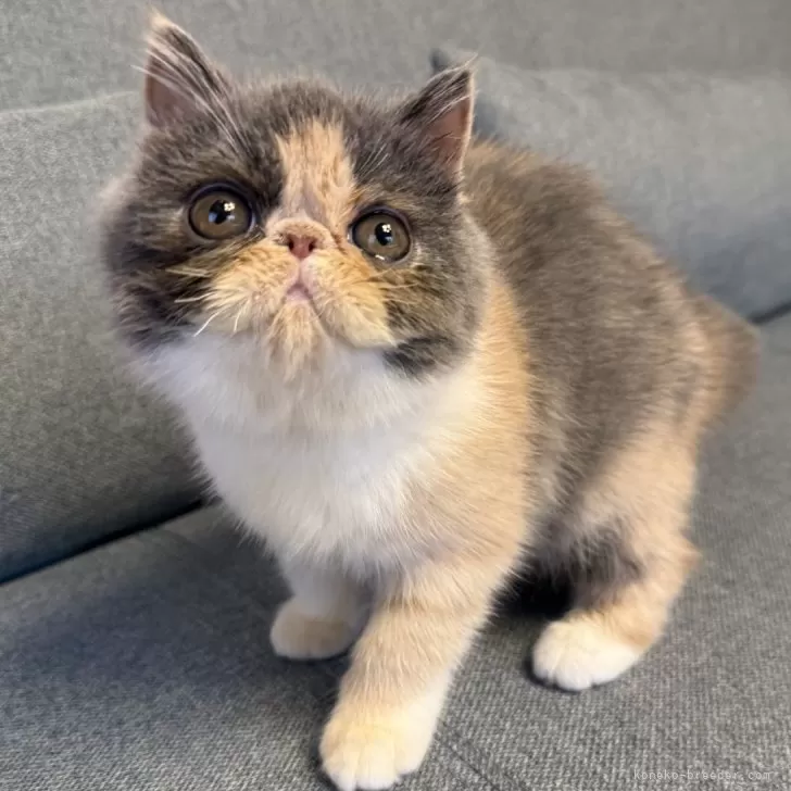 ID:2504-01754の子猫