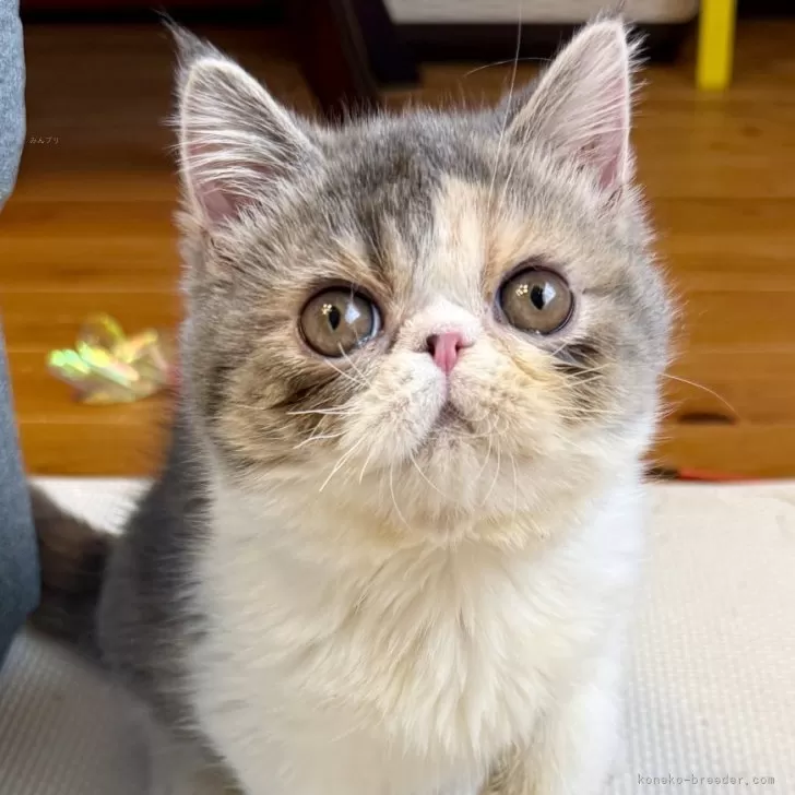 ID:2504-01761の子猫