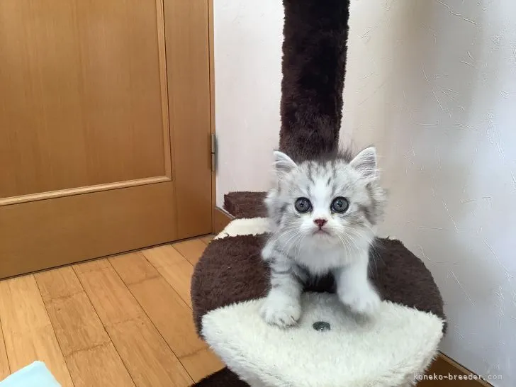 ID:2109-02824の子猫
