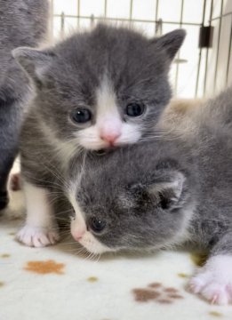 埼玉県のエキゾチックショートヘアのブリーダー キャッテリーのブログ特集 みんなのペットライフ