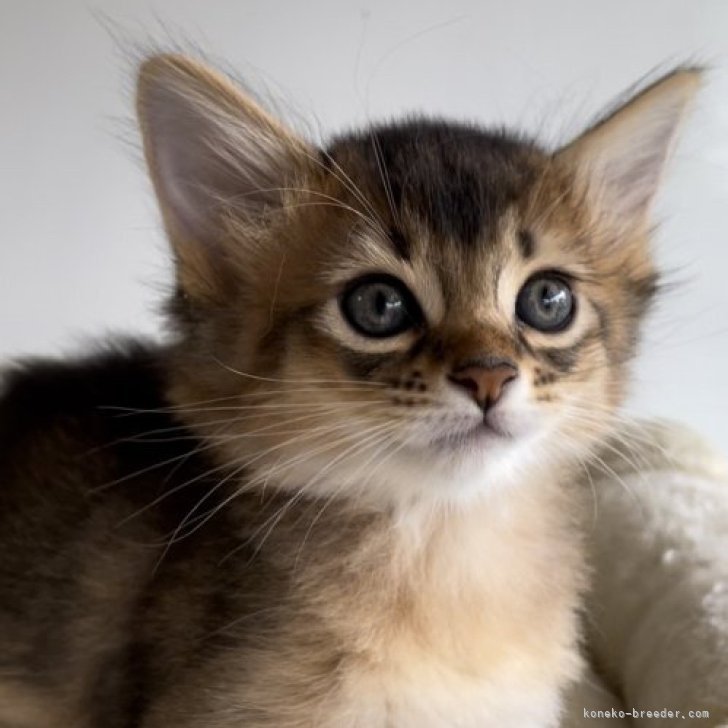 marie 様のお迎えした子猫