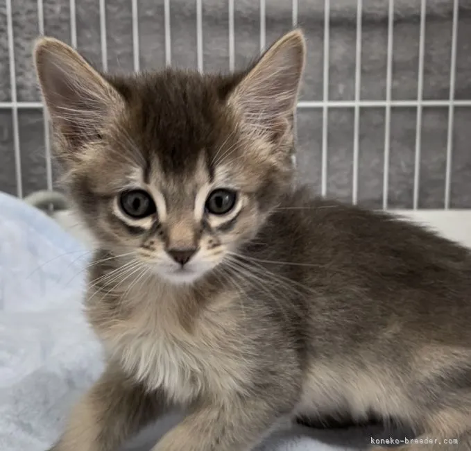 ID:2204-02506の子猫