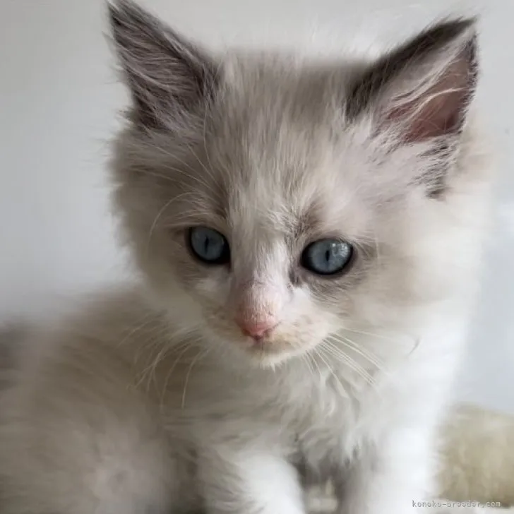 ID:2305-03466の子猫