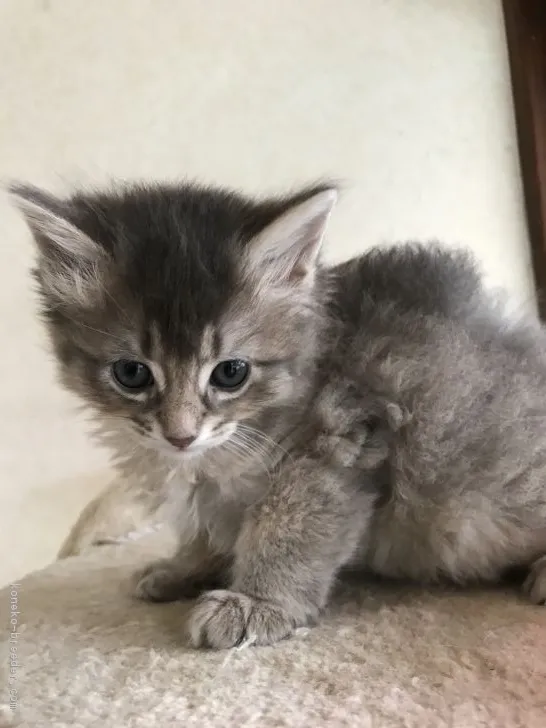 まろん 様のお迎えした子猫