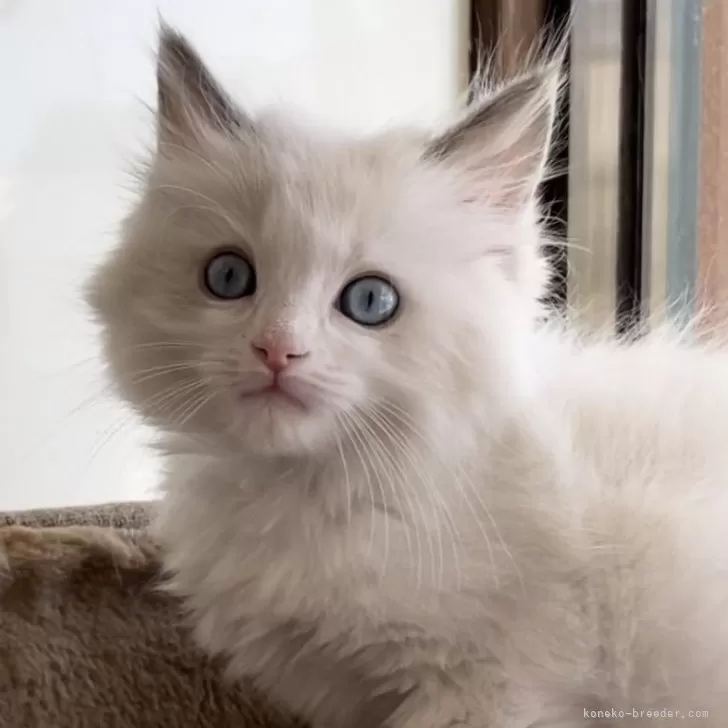 ID:2404-01593の子猫