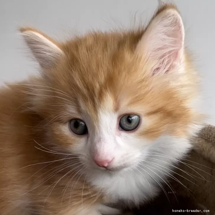 ID:2404-00354の子猫