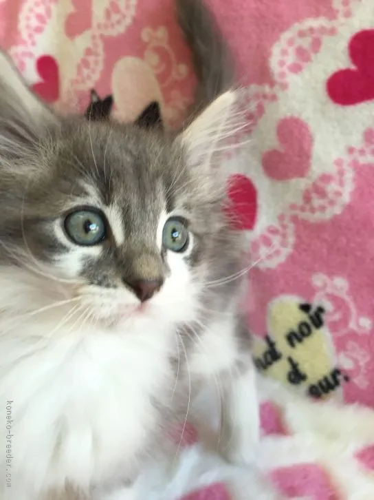 ID:1512-00176の子猫
