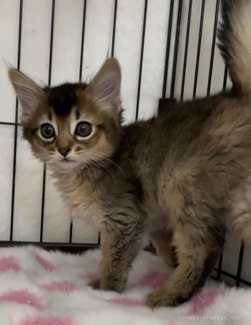 ID:2204-01256の子猫