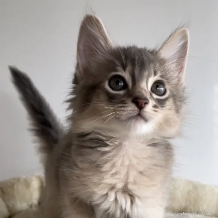 ID:2309-01828の子猫