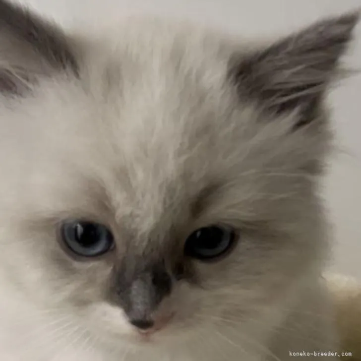 ID:2212-00610の子猫