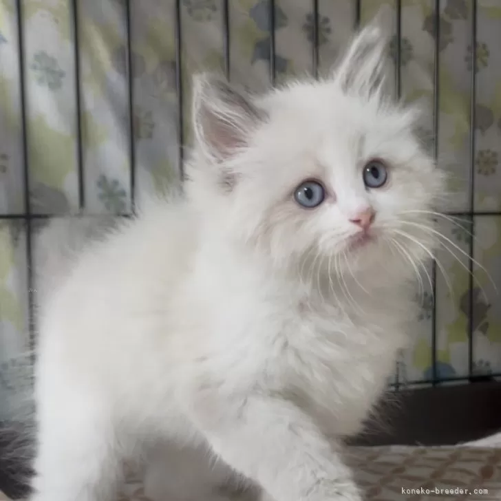 ID：2412-00230の子猫