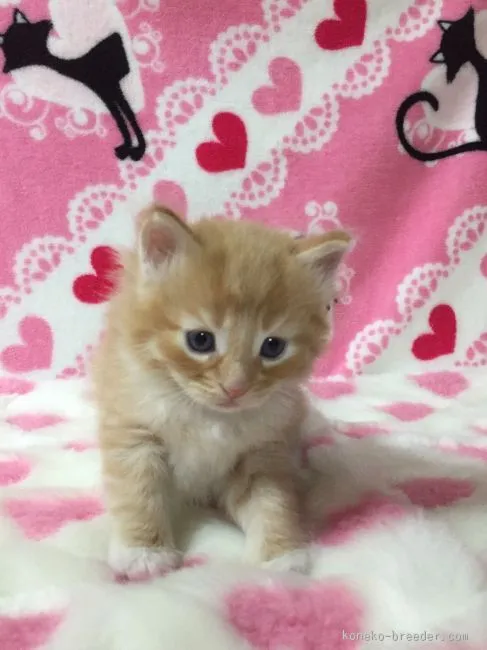 ID:1512-00154の子猫