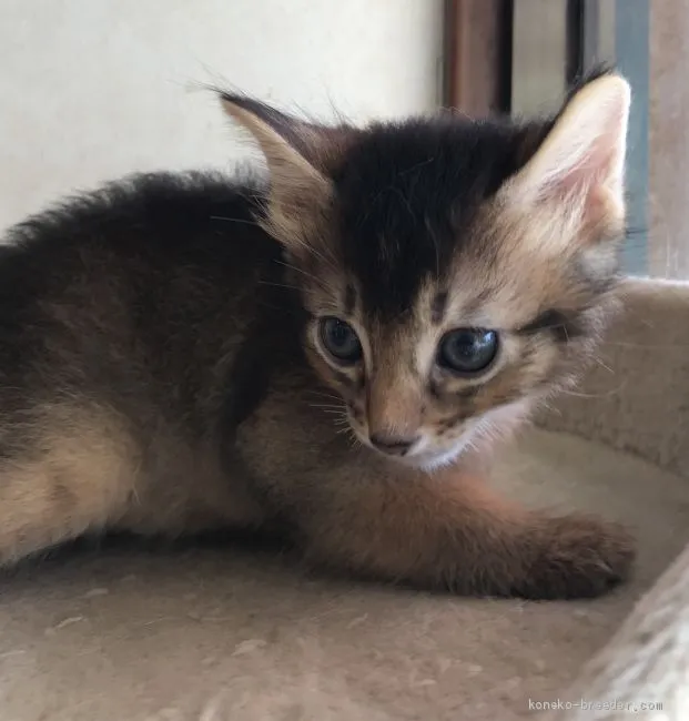 aika 様のお迎えした子猫