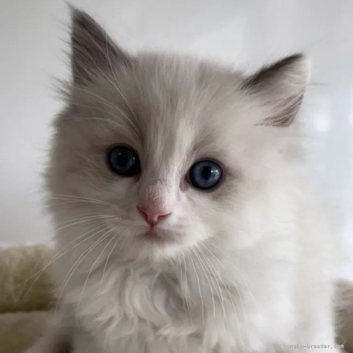 ID:2304-02003の子猫