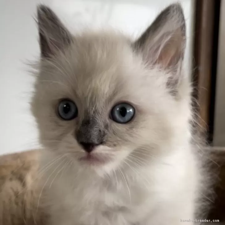 ID:2404-03254の子猫
