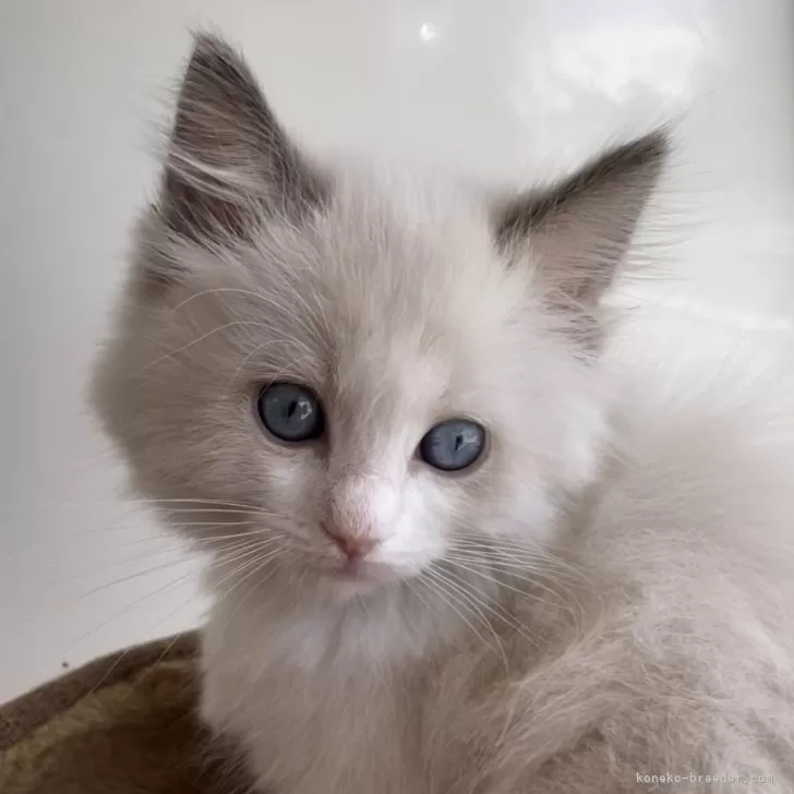 ID:2404-02623の子猫