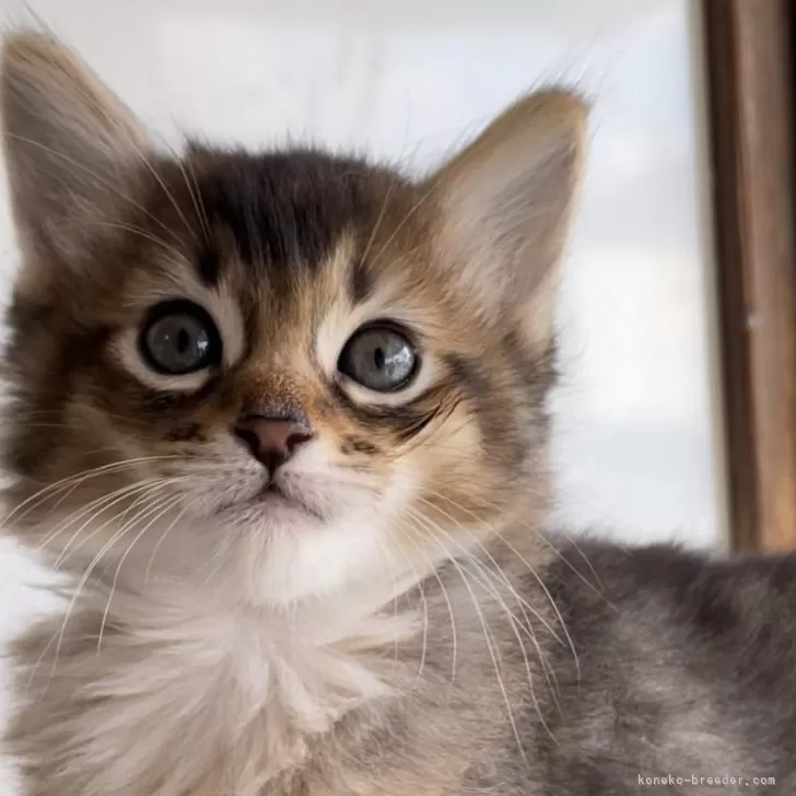 ID:2403-00007の子猫