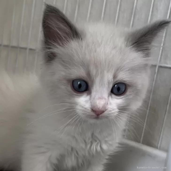 ID:2405-03249の子猫