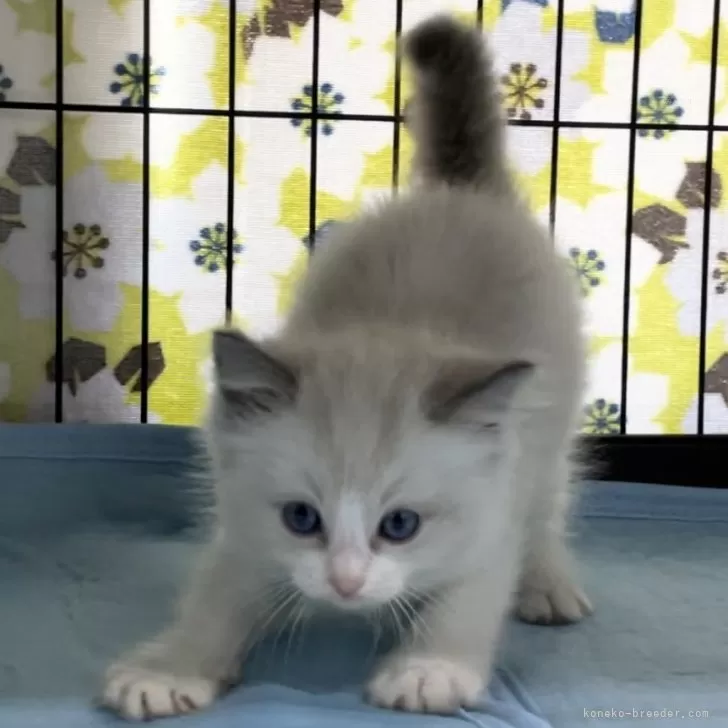 ID:2409-02537の子猫