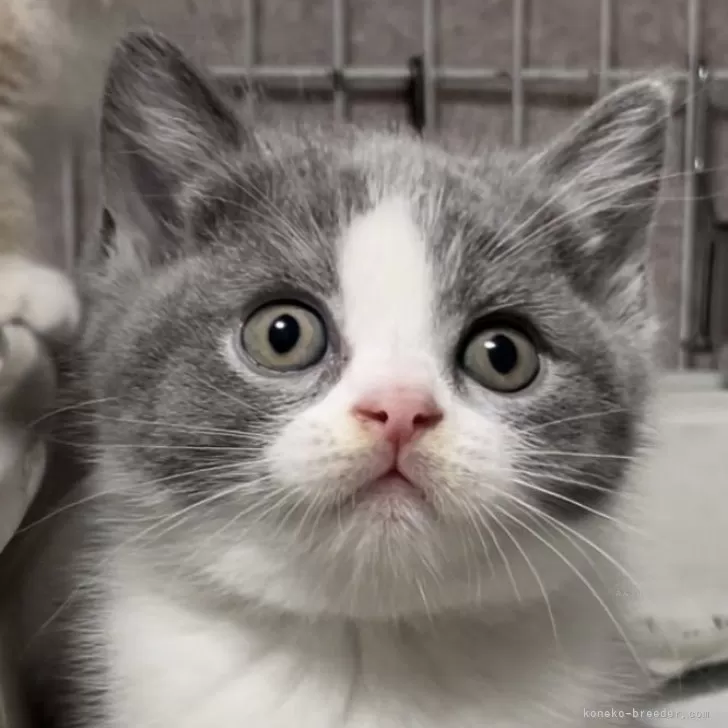 ID:2410-01630の子猫