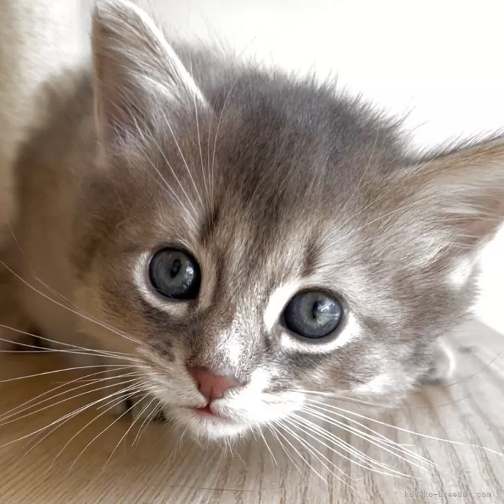 ID:2504-00223の子猫