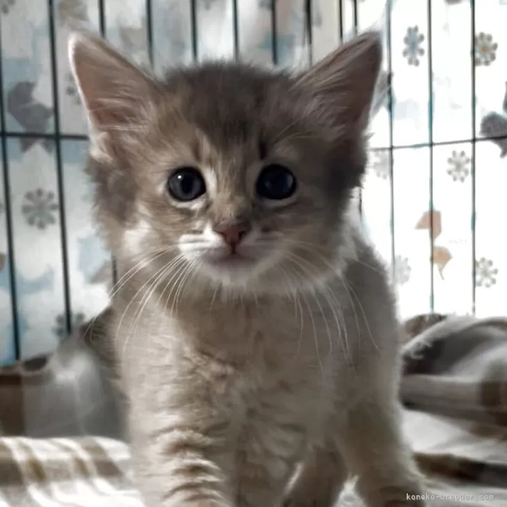 ポケモンママ 様のお迎えした子猫
