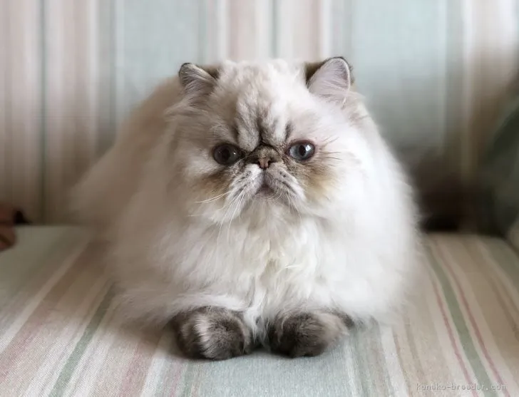 ID:1804-01762の子猫