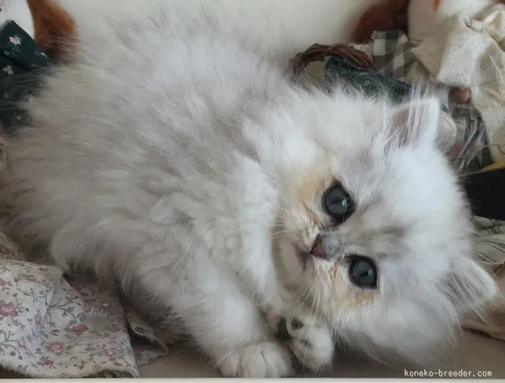 ID:1601-00464の子猫