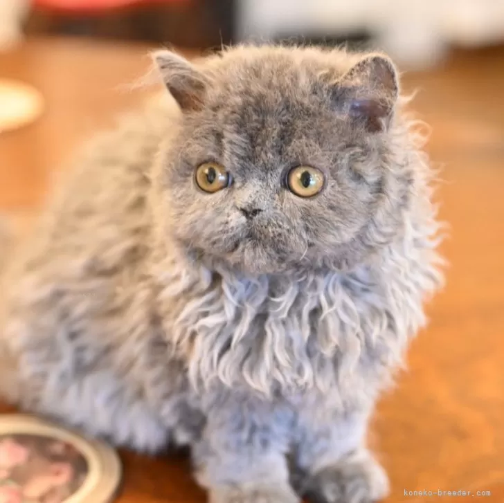 ID:2401-02195の子猫