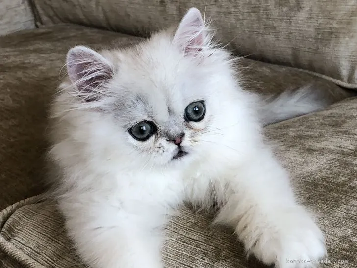 ID:1808-01218の子猫