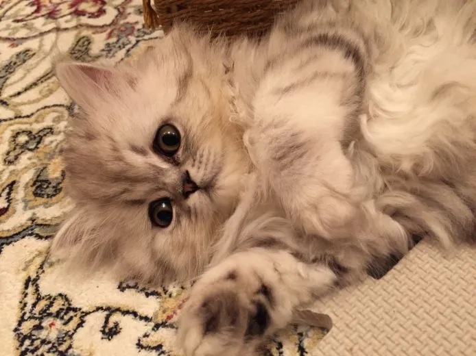 ID:1506-00207の子猫