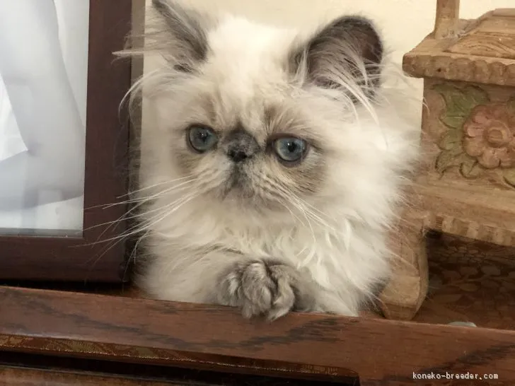 ID:2002-01468の子猫