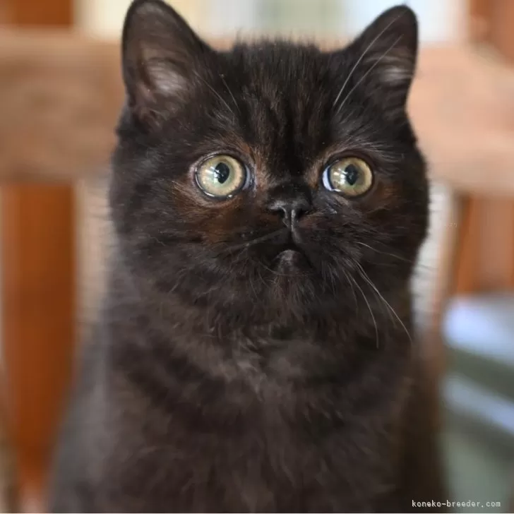 ID:2504-01299の子猫