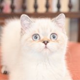 ブリティッシュショートヘア