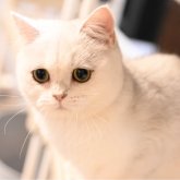 ブリティッシュショートヘア